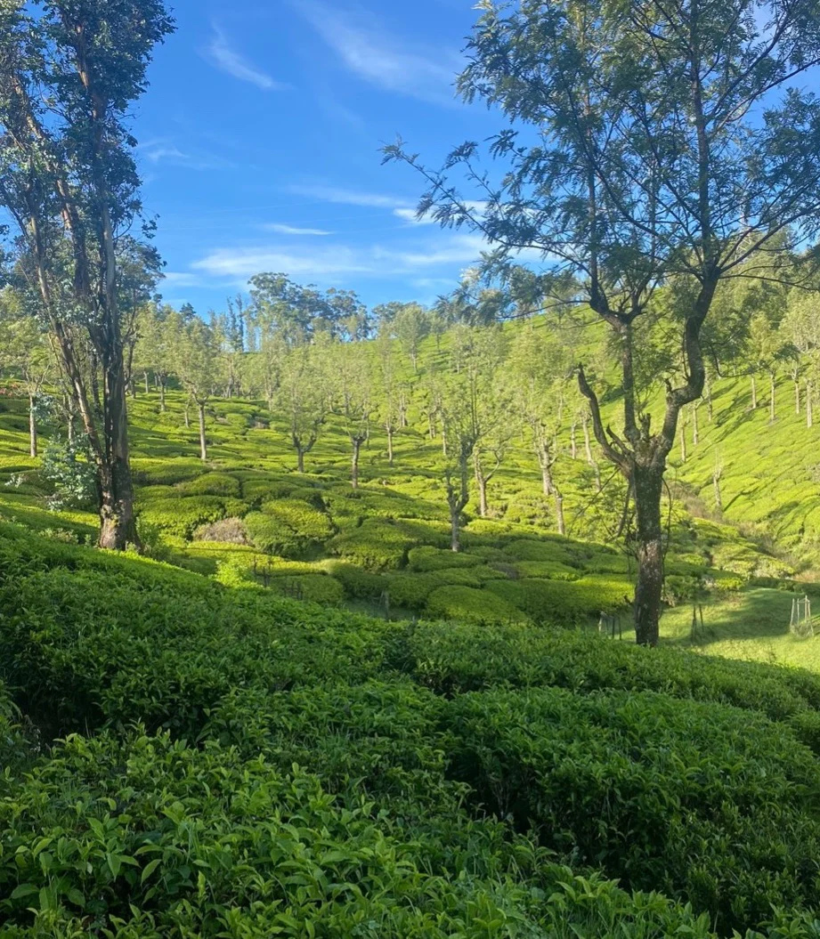 Havakai Frost Tea - Image 4